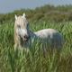 Il Camargue