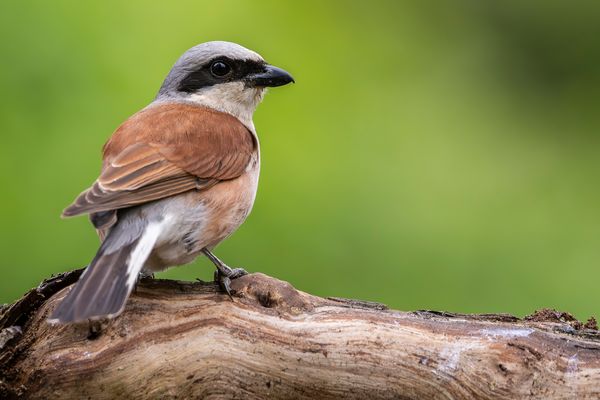 003-20240612 - Rechberghausen-Grundstück - _R7L6151-Verbessert-RR