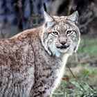 003 Der Nordluchs (Eurasischer Luchs), Lynx lynx)
