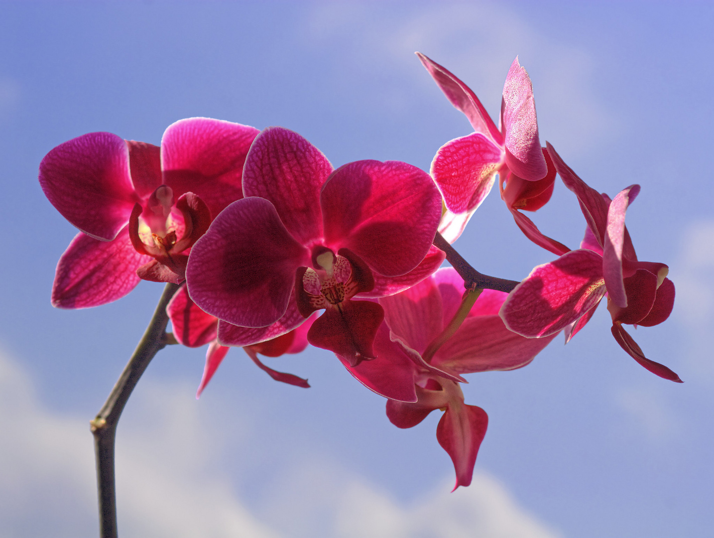 003 lila orchidee_FC
