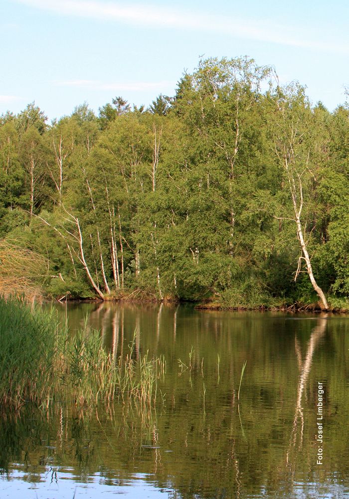 003 Teich bei Schrems Copyright Josef Limberger Foto & Bild