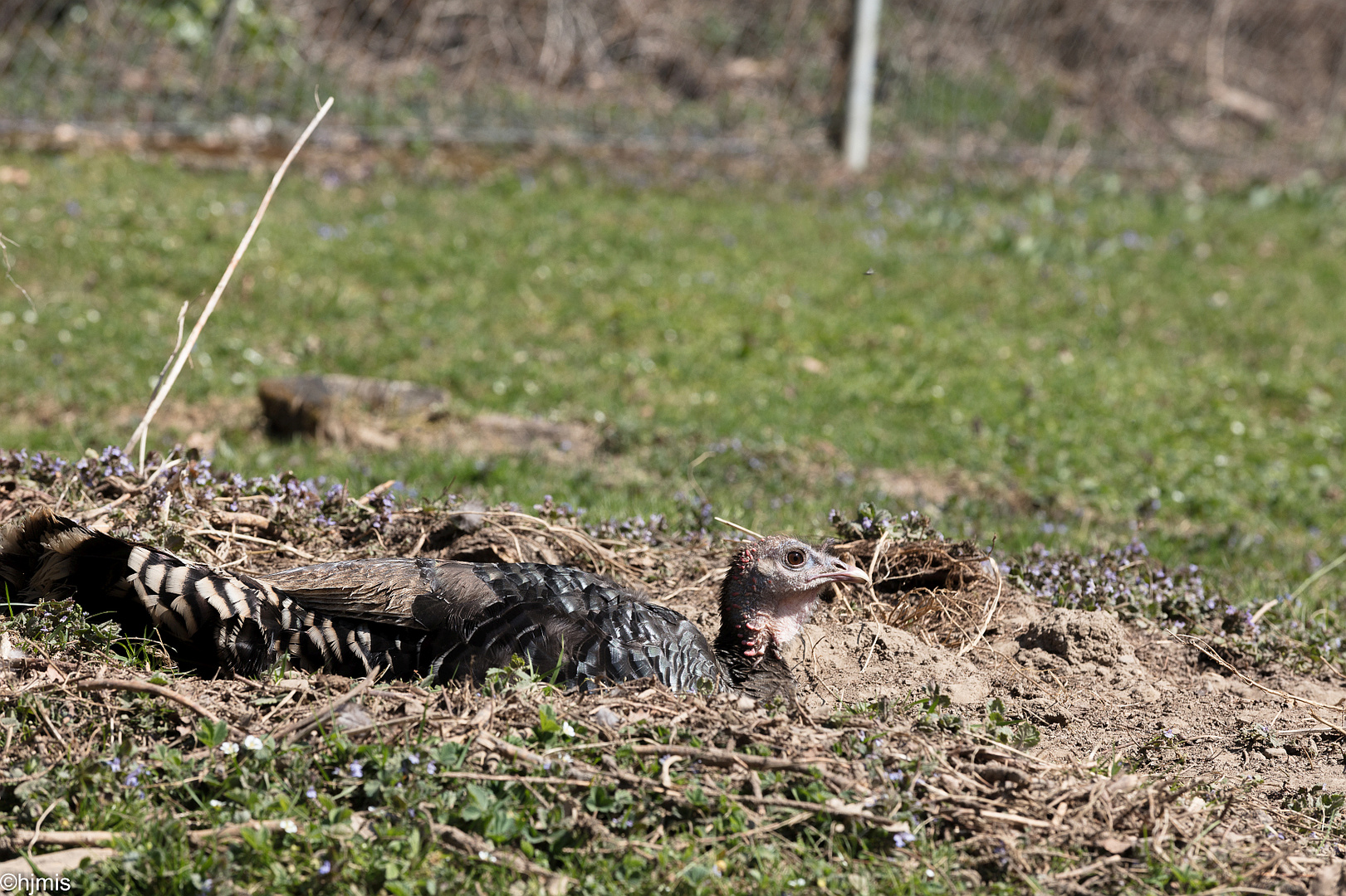 003 Wildpark Roggenhausen