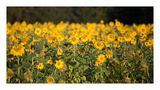 Sonnenblumen_p-6412 von Dimi Loucopoulos