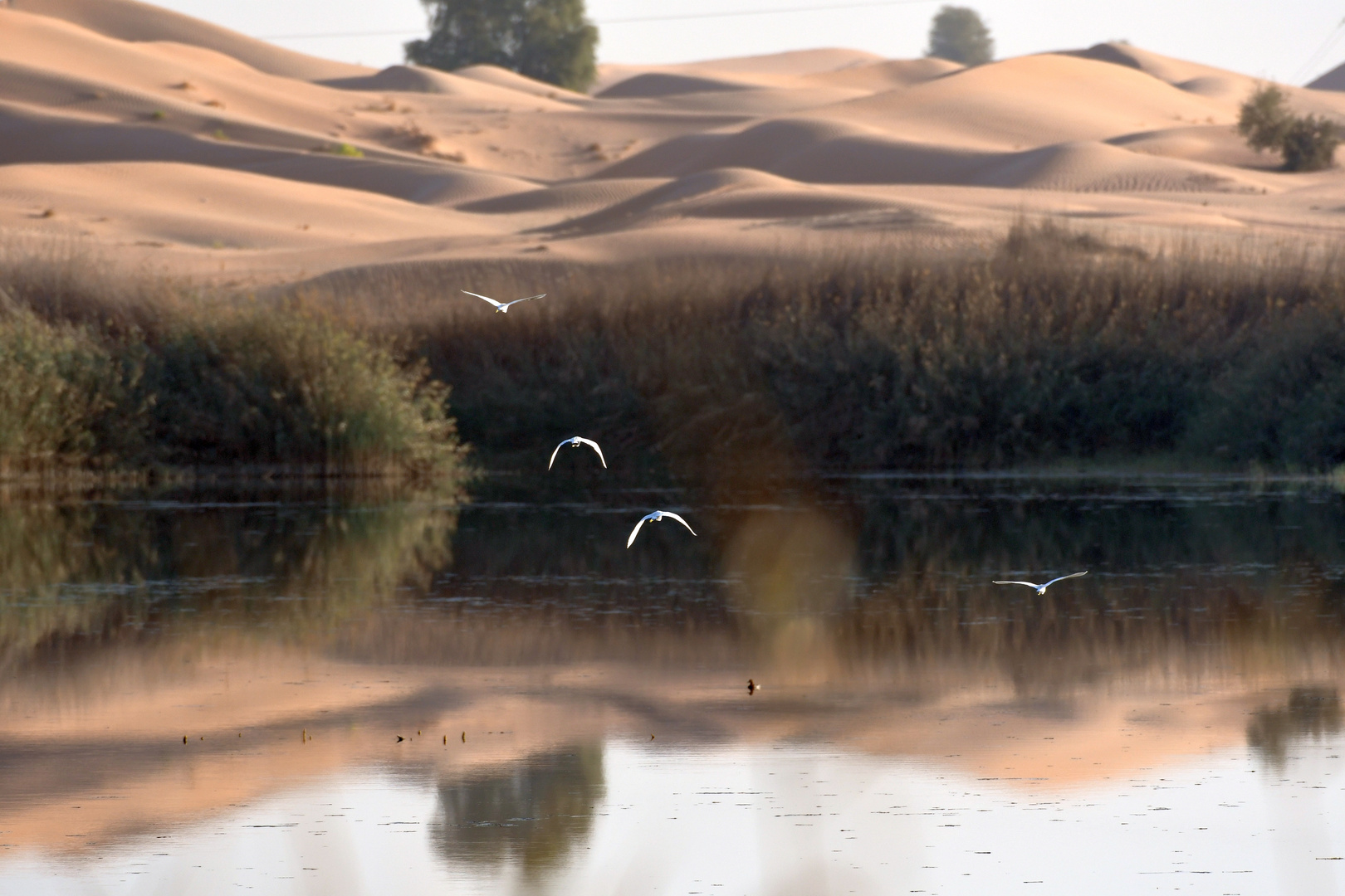 0034_Seidenreiher Al Ain, Zakher Lake 26.20.2017