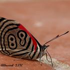 0036 Mariposa 89 - Diaethria anna