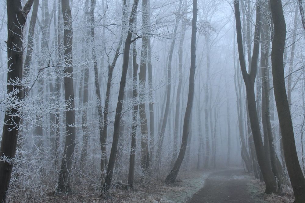 Winter Im Park von eska6667