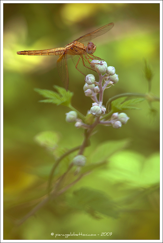 003956_Crocothemis erythraea - Female