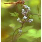 003956_Crocothemis erythraea - Female