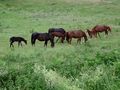 1_Camargue  von Harald Schaad