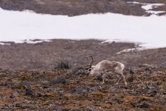 004-20230624 - Spitzberge-Signehamna+Lilliehookbreen+Tinayrebukta - _19A2908-Bearbeitet