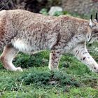 004 Nordluchs (Eurasischer Luchs), Lynx lynx