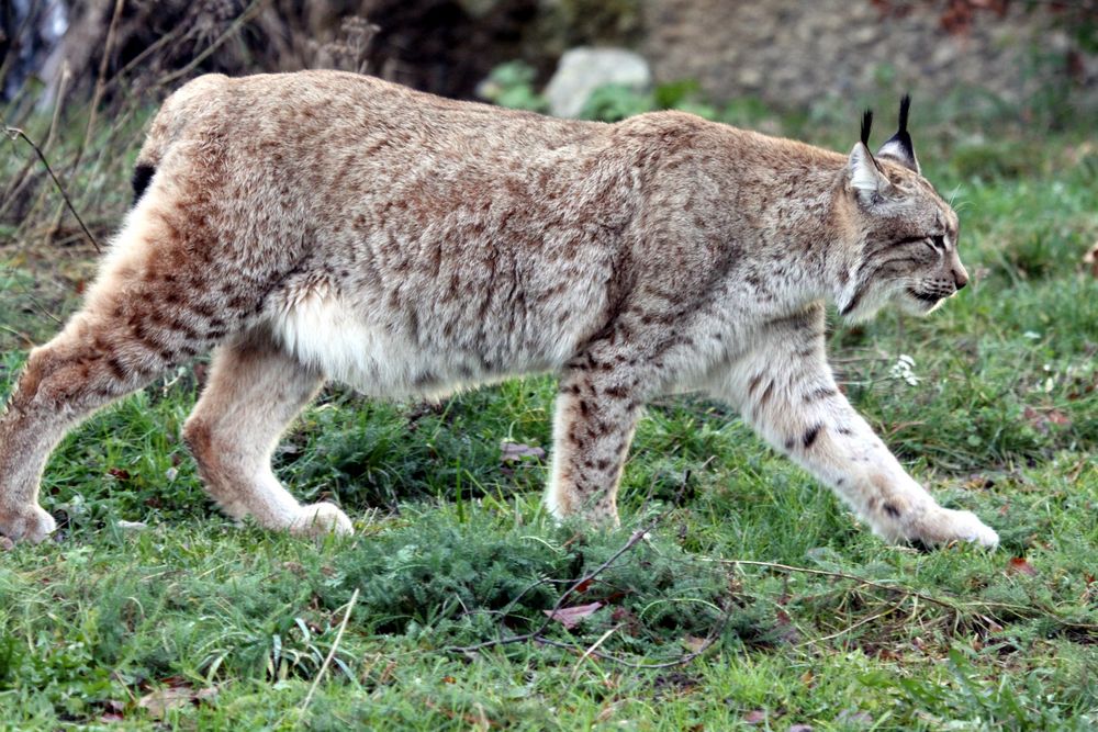 004 Nordluchs (Eurasischer Luchs), Lynx lynx