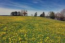 Löwenzahnfrühling! von Beim Lùkes