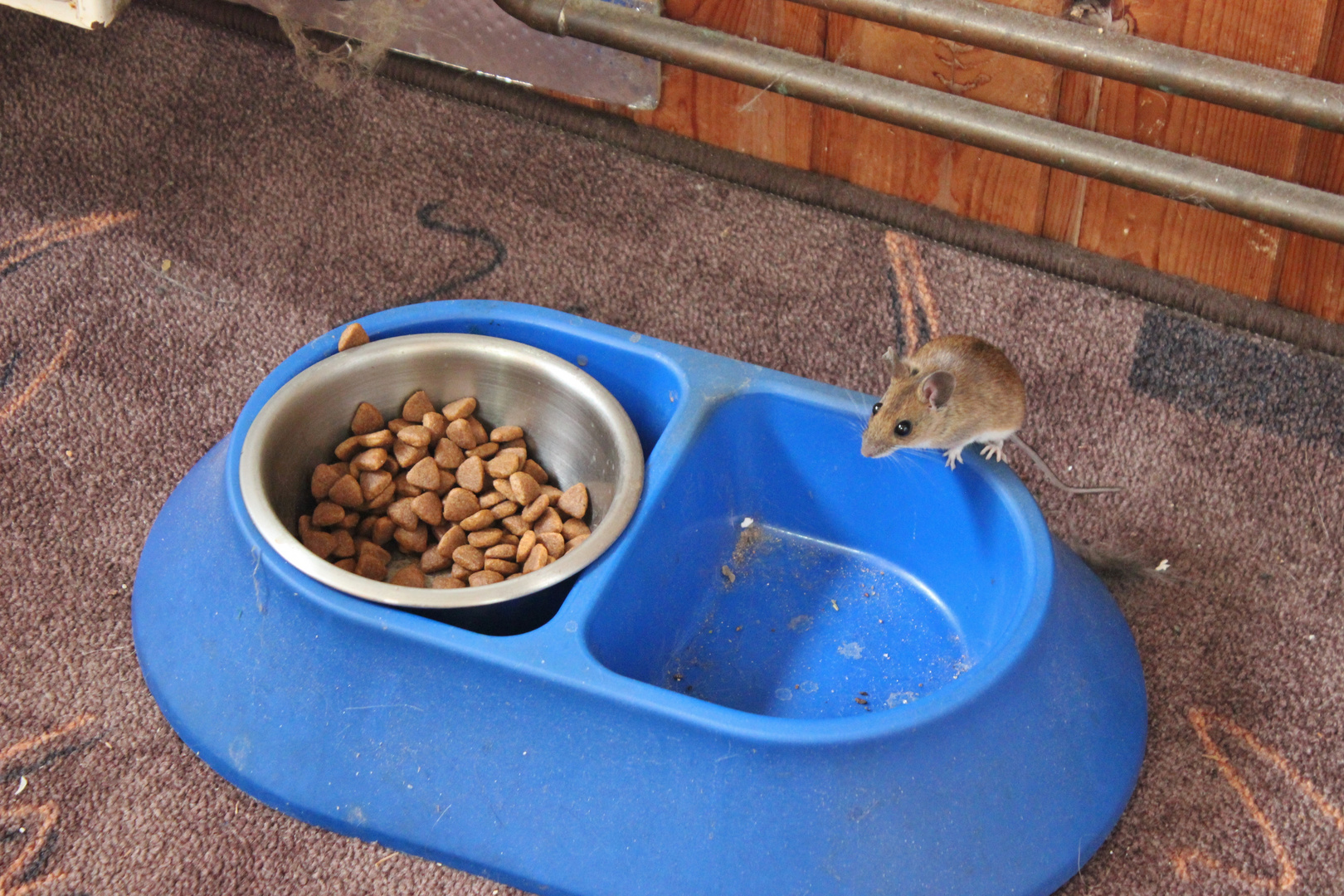 005 Da frißt die  Maus der Katze die Brekkies weg