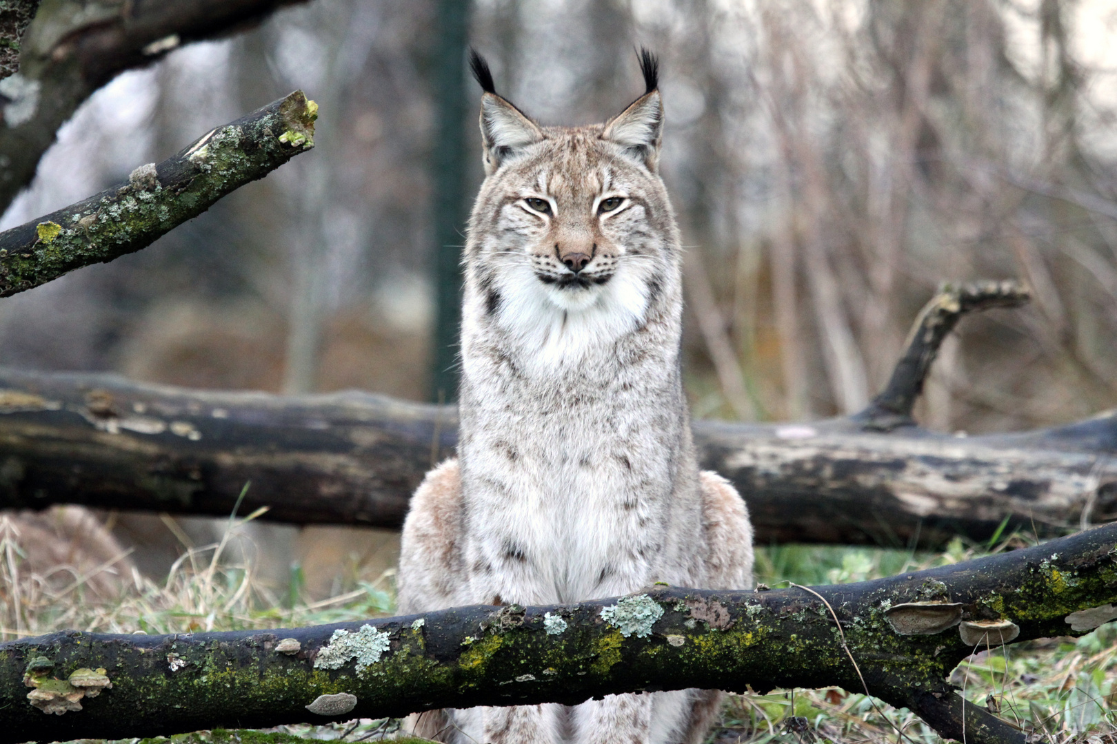 005 Eurasischer Luchs