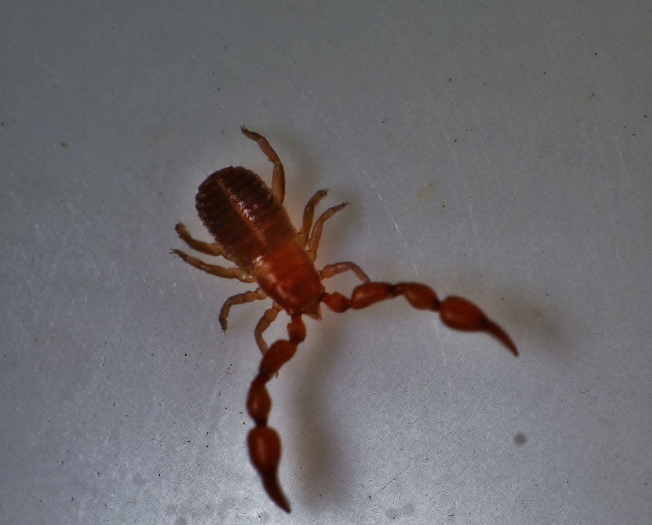 005 Pseudoskorpion