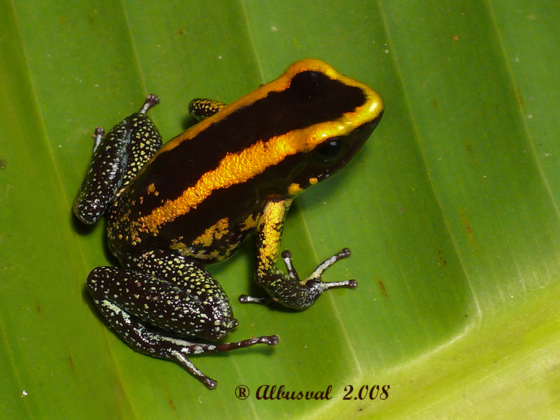 0050 Rana Phyllobates aurotaenia