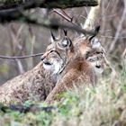 006 Der Eurasische Luchs oder Nordluchs (Lynx lynx) Geschwisterpaar im Unterholz