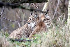 006 Der Eurasische Luchs oder Nordluchs (Lynx lynx) Geschwisterpaar im Unterholz