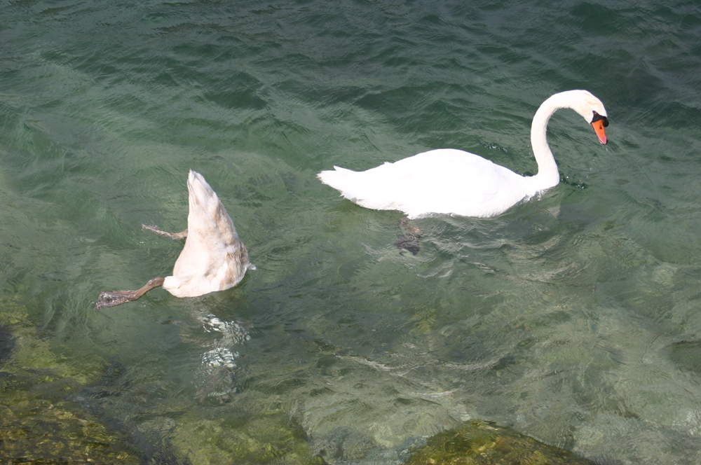 006 ...Köpfchen in das Wasser...