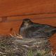 Amsel Paar beim Aufziehen der Jungen