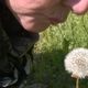 Die Pusteblume