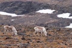 007-20230624 - Spitzberge-Signehamna+Lilliehookbreen+Tinayrebukta - CS8A6144-Bearbeitet
