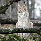 007 Eurasischer Luchs oder Nordluchs (Lynx lynx)