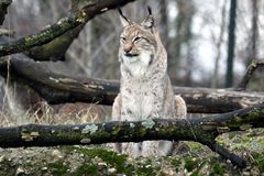 007 Eurasischer Luchs oder Nordluchs (Lynx lynx)