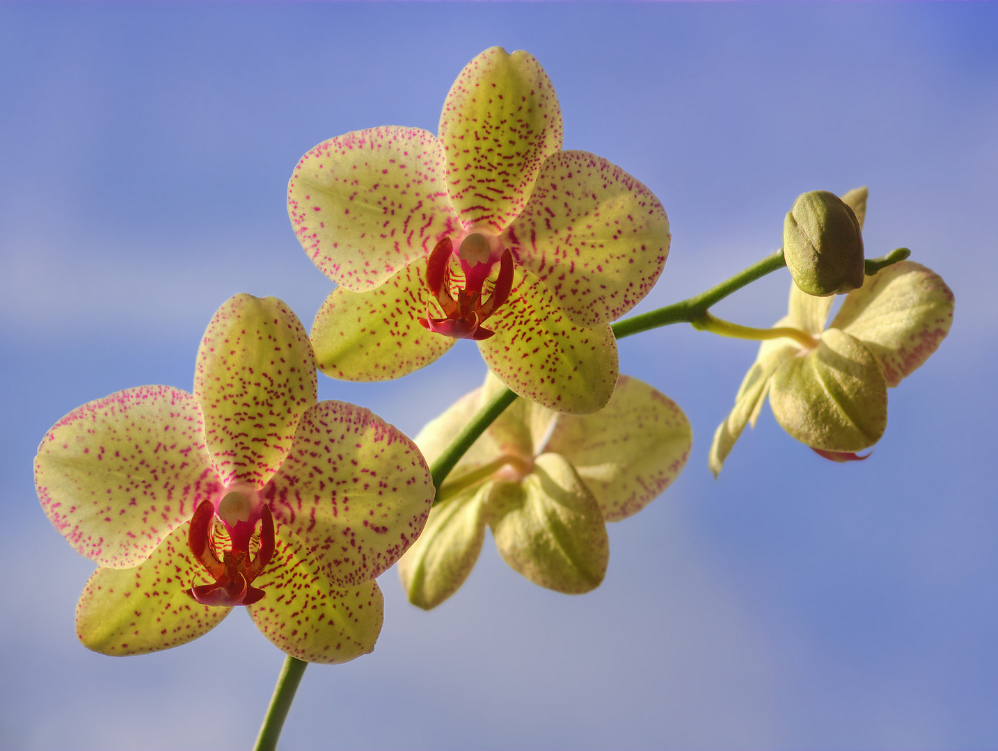 007 gelbe orchidee_FC