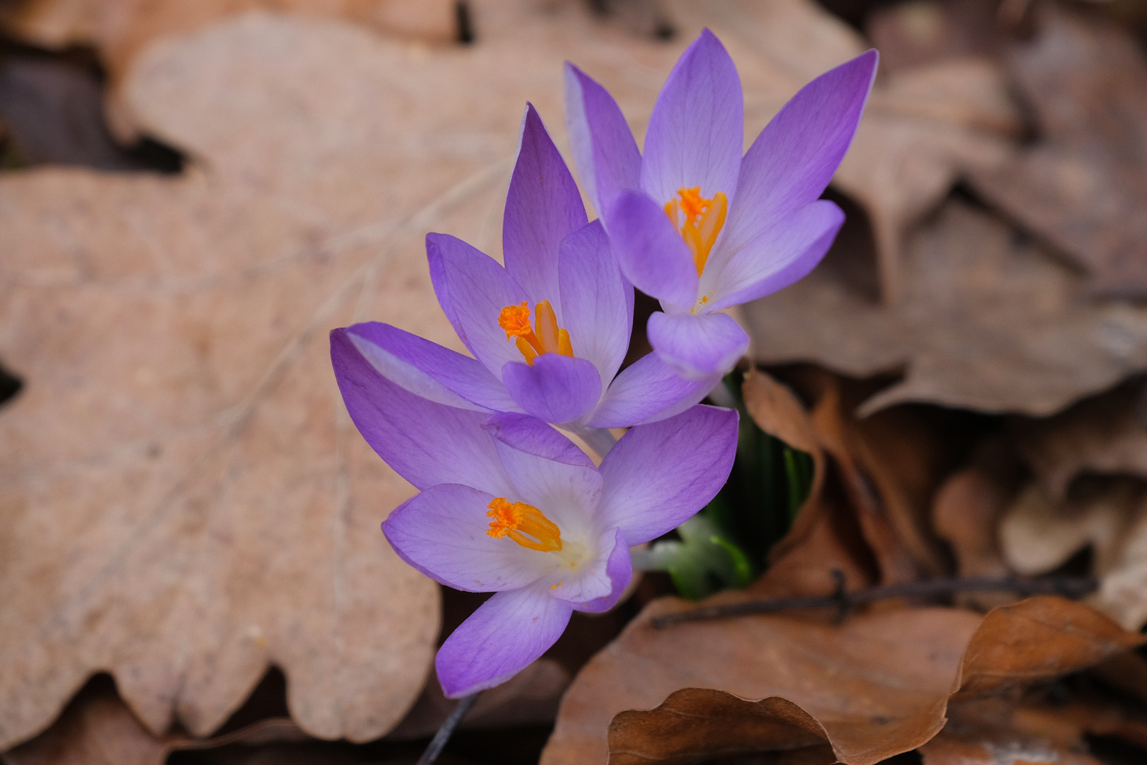 0070HF - Blüten im Februar