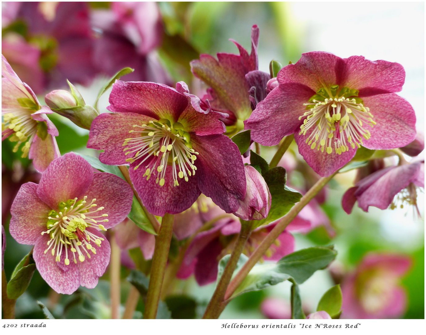 008-2024 Helleborus "Ice N'Roses Red "