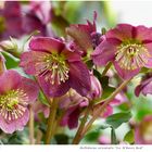 008-2024 Helleborus "Ice N'Roses Red "