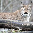 008 Eurasischer Lux oder Nordlux (Lynx lynx)