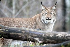 008 Eurasischer Lux oder Nordlux (Lynx lynx)