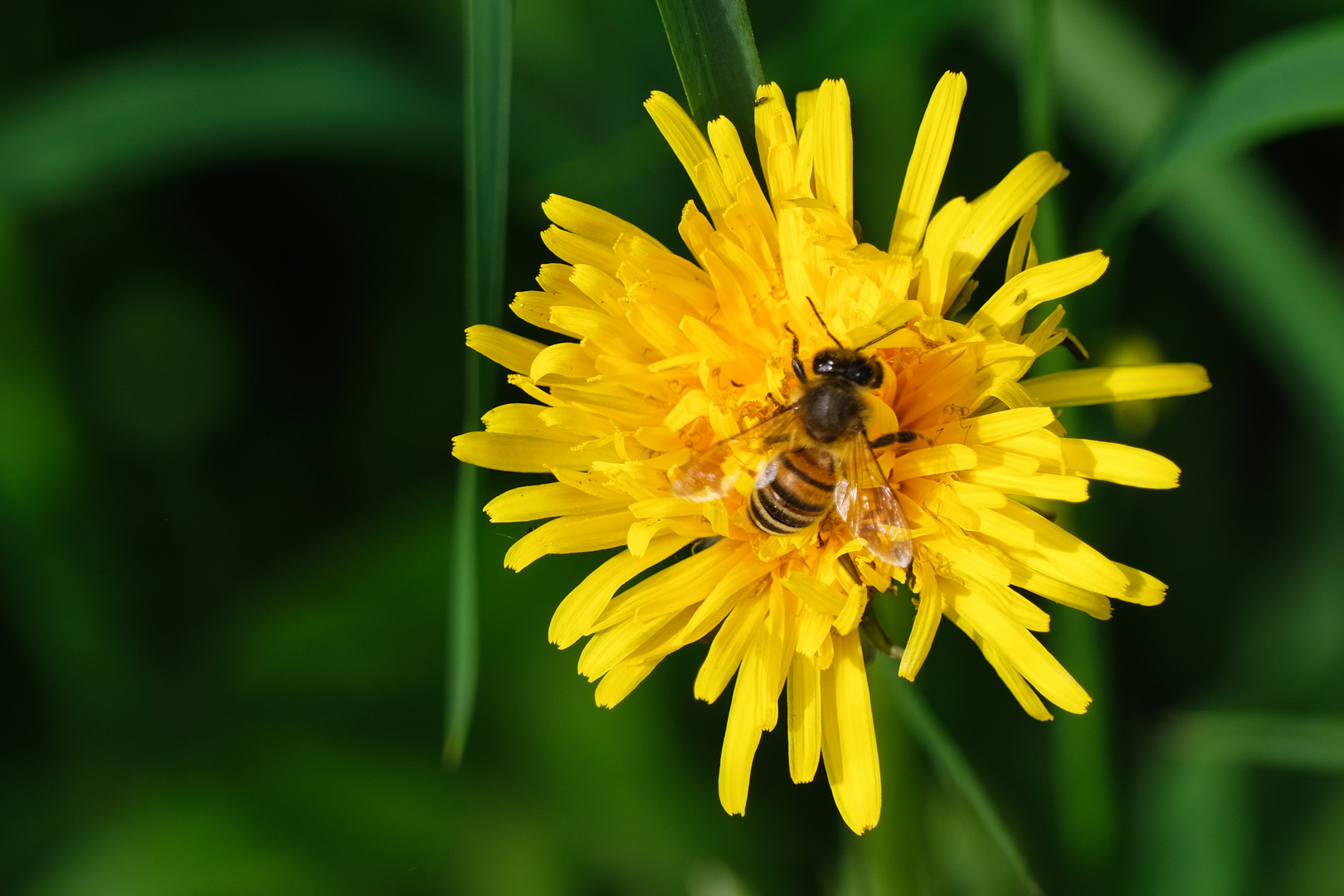 0084HF - Blüten im Frühling 2