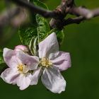 0085HF - Blüten im Frühling 3