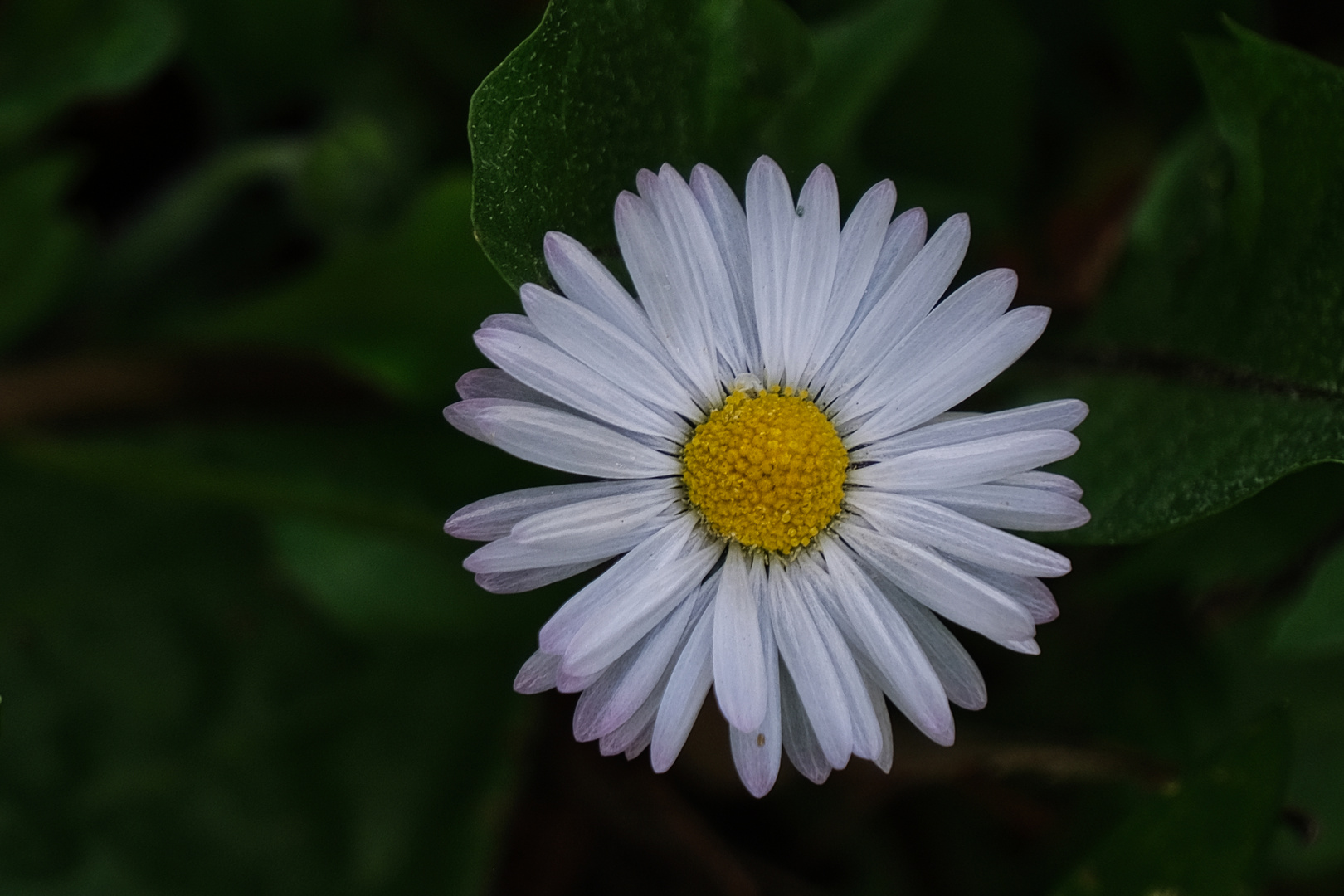 0086HF - Blüten im Frühling 4