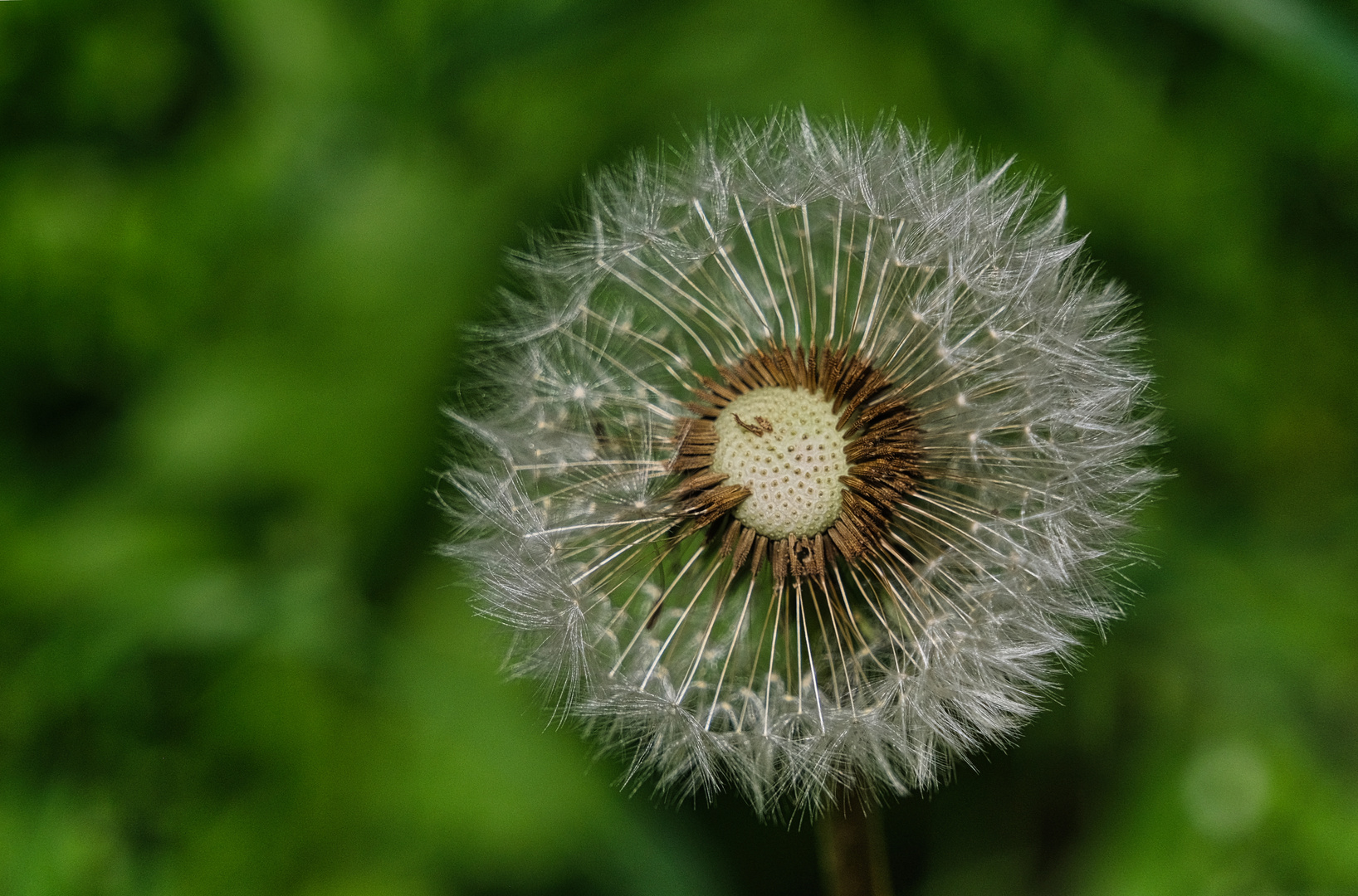 0087HF - Blüten im Frühling 5