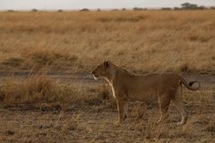 009 - 20160912 - Masai Mara - IMG_0327