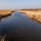 009 - 20170316 - Bad Buchau - Federsee - _MG_5030-2