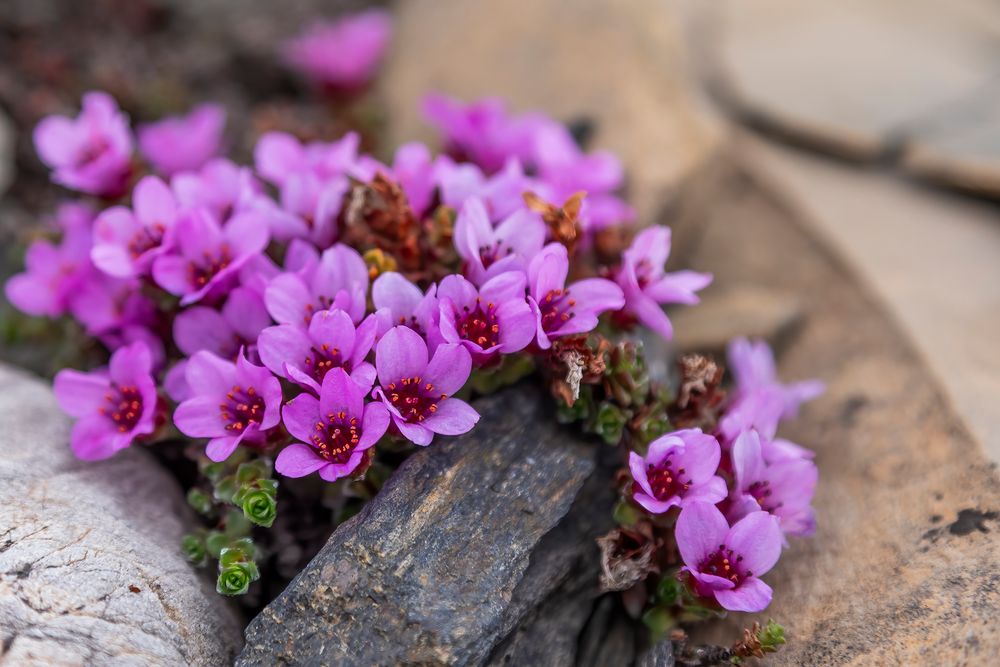 009-20230623 - Spitzberge-St. Jonsfjorden+Gjersenodden - _U8A4414-Bearbeitet