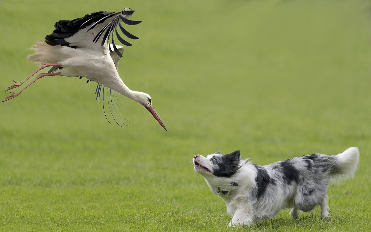 0097S Hund  mit Storch  - Angriff oder Spiel?