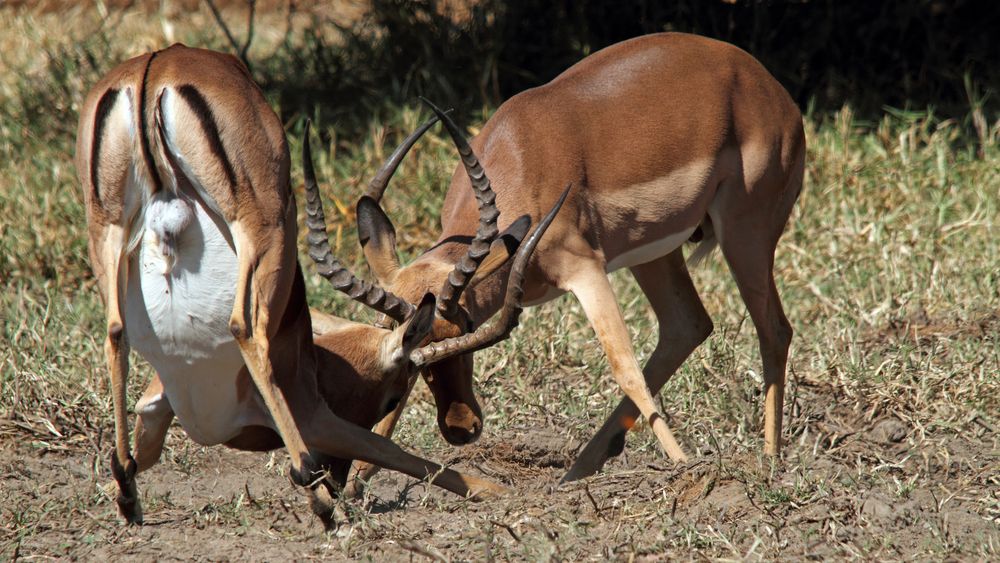 Impala-Kampf von Hansjörg Richter 