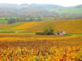 L AUTOMNE DANS LE VIGNOBLE JURASSIEN de BUBUL