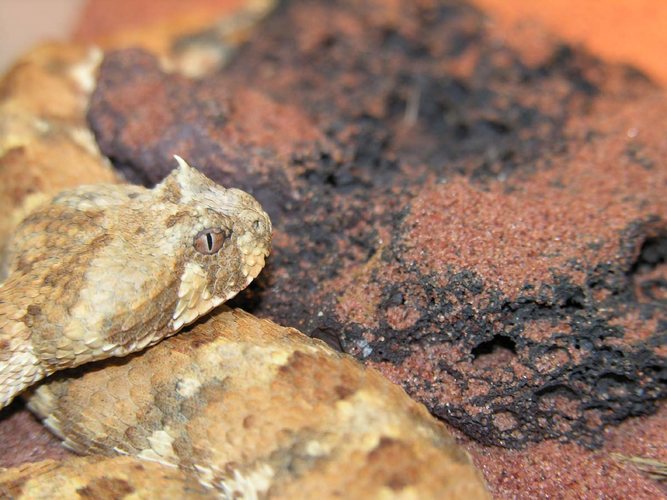 0.1 Bitis caudalis Foto & Bild tiere, haustiere, terraristik Bilder