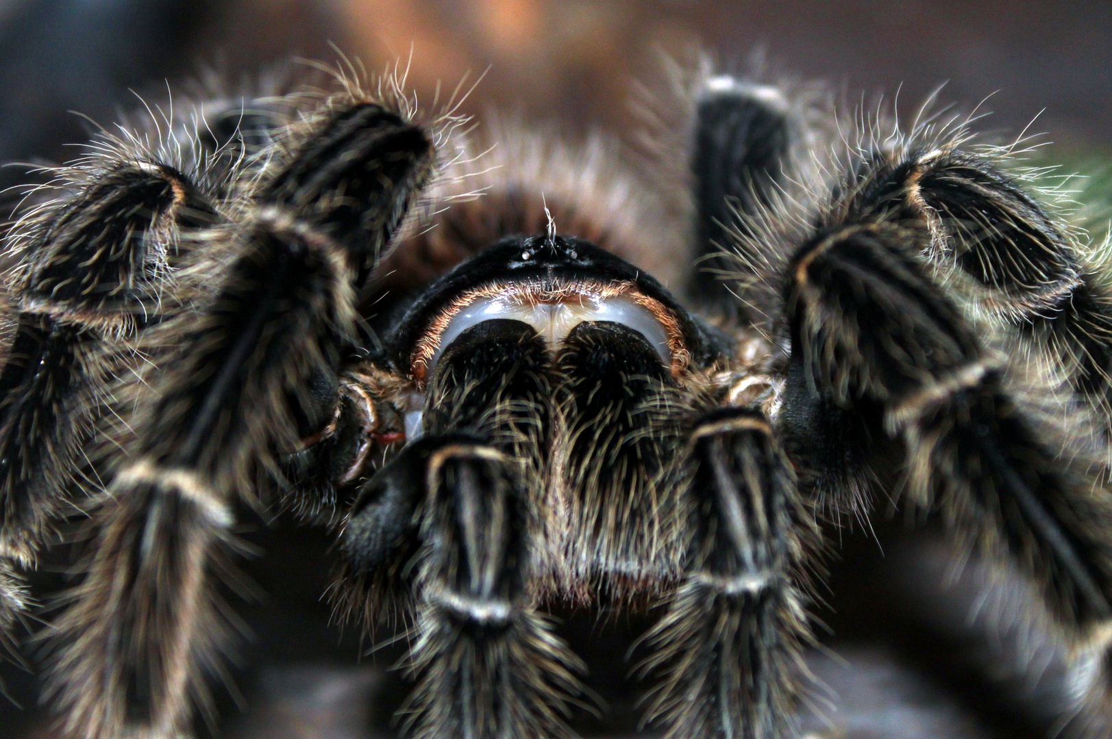 0.1 Brachypelma albopilosum