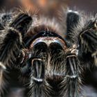 0.1 Brachypelma albopilosum