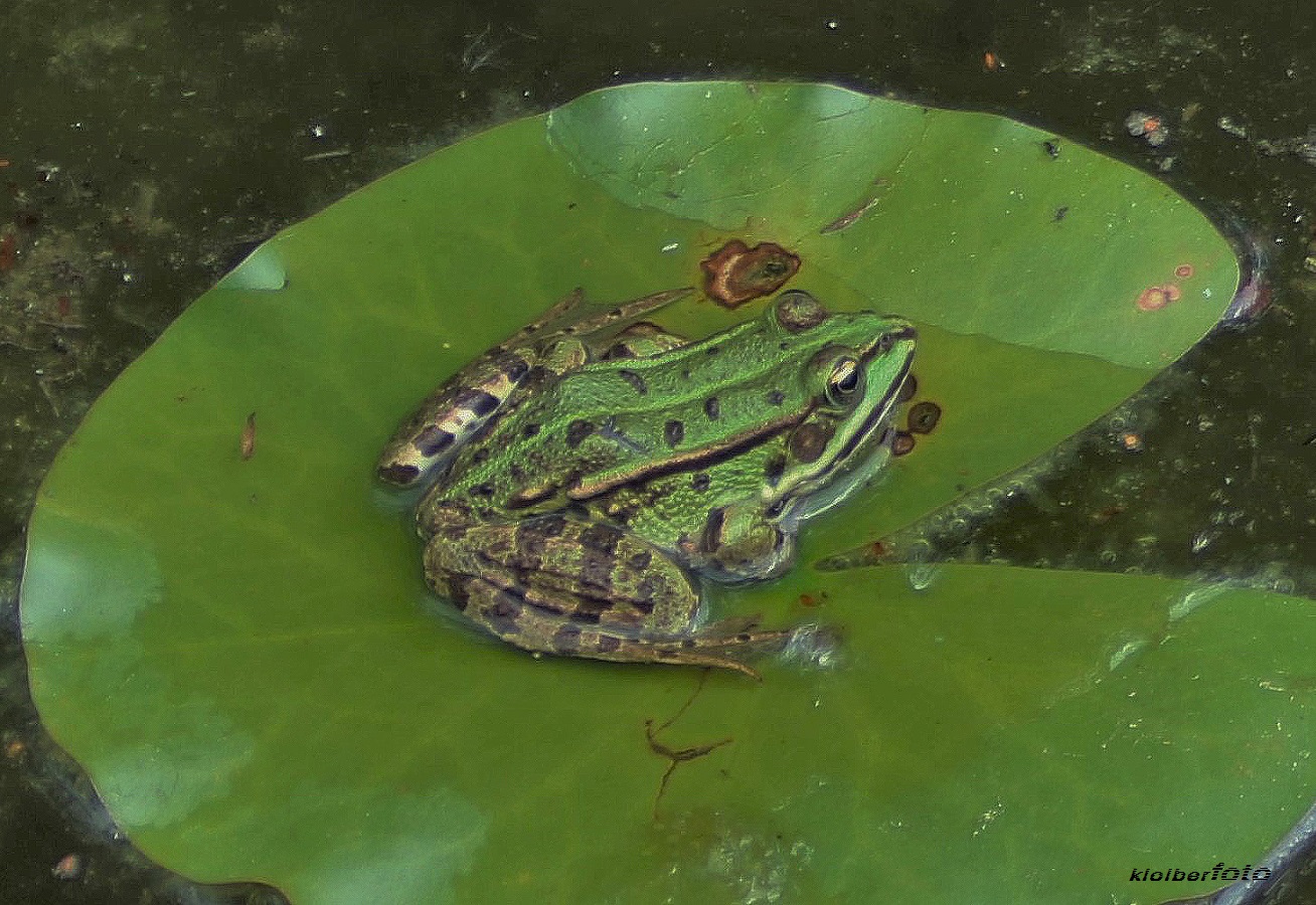 (01) froschkönig