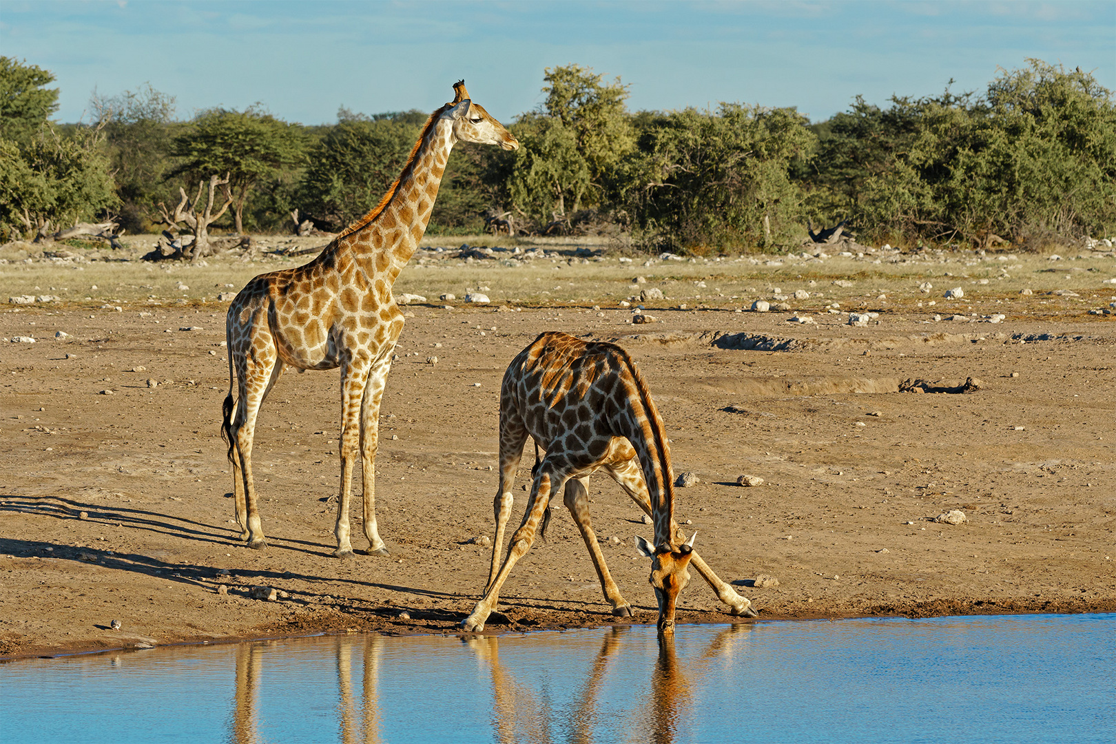 01. Giraffe im Etosha